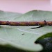 Larva • Elveden Forest, Suffolk • © Ben Smart