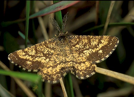 Common Heath Ematurga atomaria