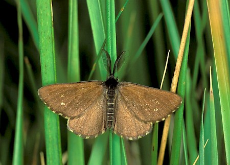 Common Heath Ematurga atomaria