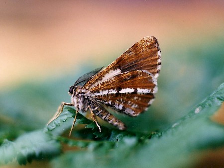 Bordered White Bupalus piniaria