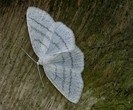 Common White Wave Cabera pusaria