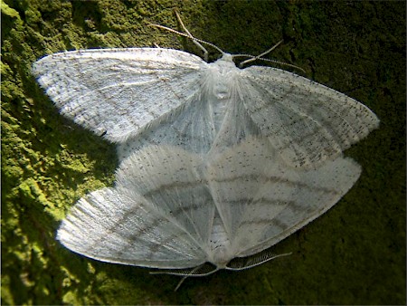 Common White Wave Cabera pusaria