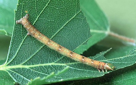 Common White Wave Cabera pusaria