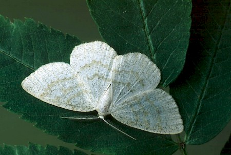 Common Wave Cabera exanthemata