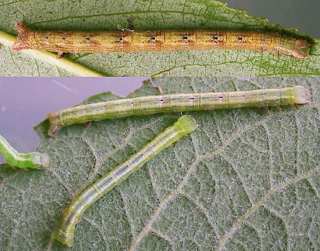 Common Wave Cabera exanthemata