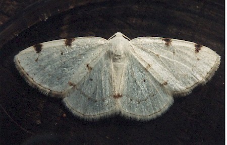 White-pinion Spotted Lomographa bimaculata