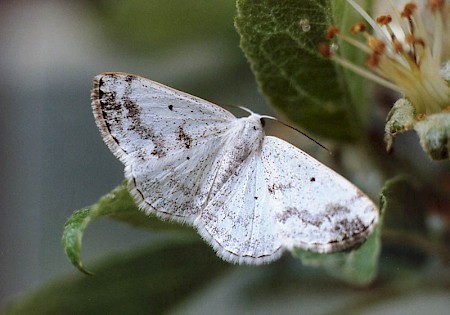 Clouded Silver Lomographa temerata