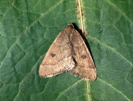 Early Moth Theria primaria