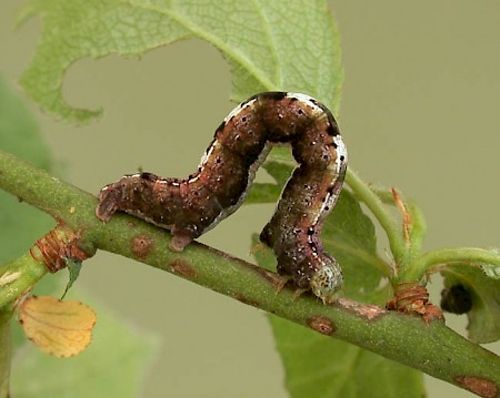 Early Moth Theria primaria