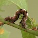 Larva • Brown form, Perthshire • © Ian Kimber
