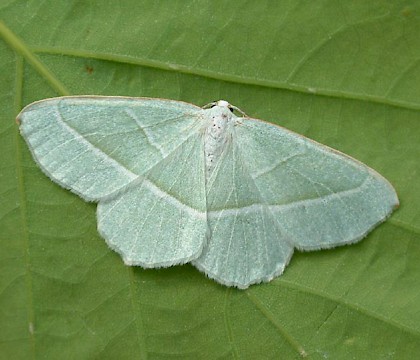 Adult • Hemingford Grey, Hunts. • © Nick Greatorex-Davies