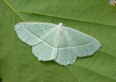 Light Emerald Campaea margaritaria