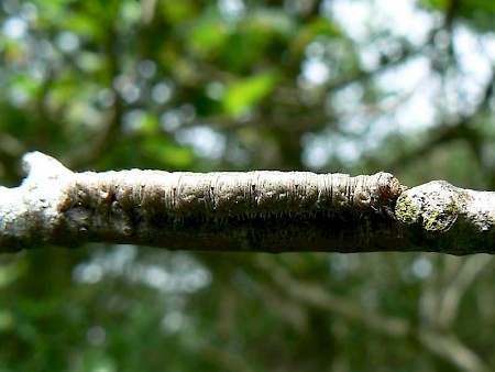 Light Emerald Campaea margaritaria