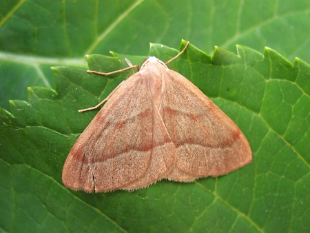 Barred Red Hylaea fasciaria