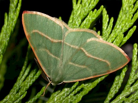 Barred Red Hylaea fasciaria