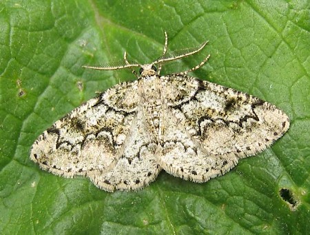 Brussels Lace Cleorodes lichenaria