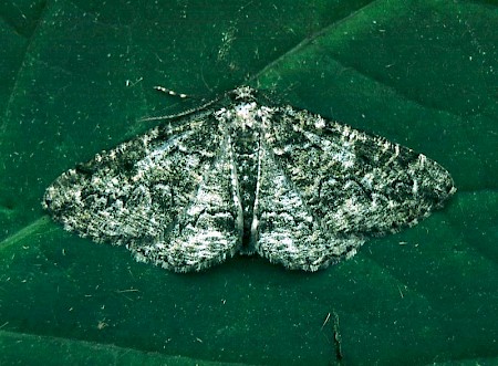 Brussels Lace Cleorodes lichenaria