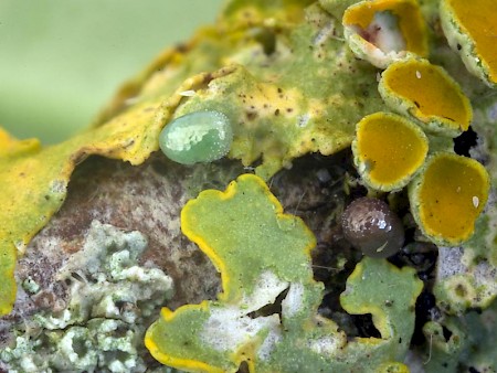 Brussels Lace Cleorodes lichenaria