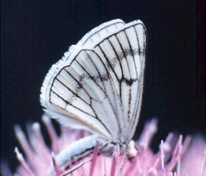 Adult • Picos de Europa, Northern Spain • © David Green/Butterfly Conservation