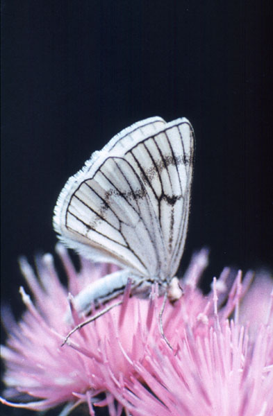 Black-veined Moth Siona lineata