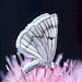 Adult • Picos de Europa, Northern Spain • © David Green/Butterfly Conservation