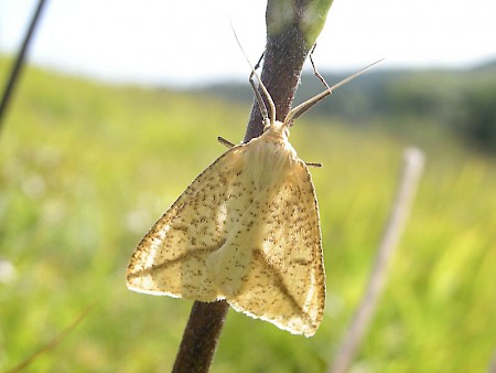 Straw Belle Aspitates gilvaria