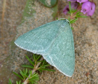 Adult • Murlough NNR, N. Ireland • © Nick Greatorex-Davies