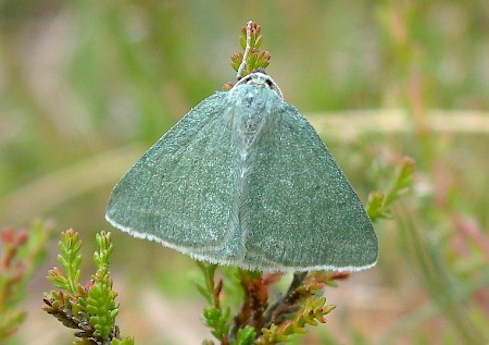 Grass Emerald Pseudoterpna pruinata