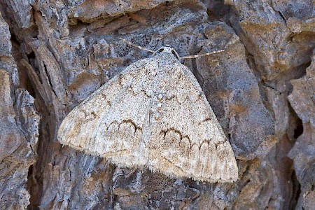 Jersey Emerald Pseudoterpna coronillaria