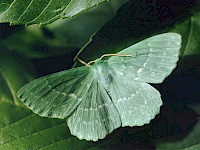 Large Emerald