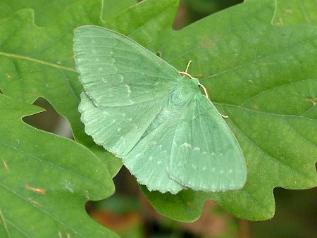 Large Emerald Geometra papilionaria