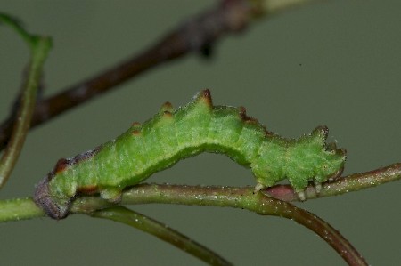 Large Emerald Geometra papilionaria