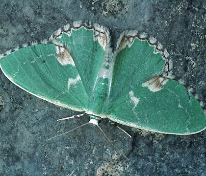 Adult • Roudsea Wood NNR, Cumbria • © Rob Petley-Jones