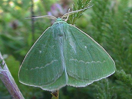 Essex Emerald Thetidia smaragdaria