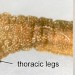 Larval head • On Clematis vitalba. October. Denbighshire. • © Ian Smith