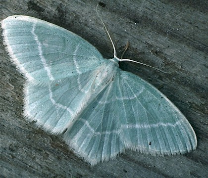 Adult • Gait Barrows NNR, Lancashire • © Rob Petley-Jones