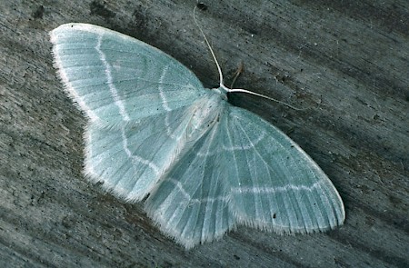 Little Emerald Jodis lactearia