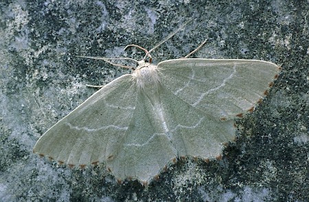 Sussex Emerald Thalera fimbrialis