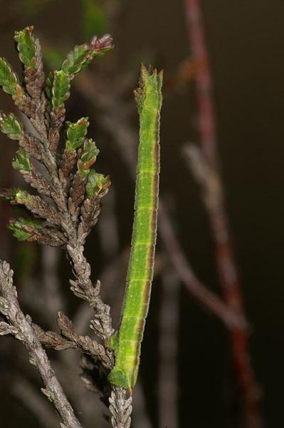 Sussex Emerald Thalera fimbrialis