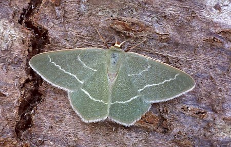 Small Grass Emerald Chlorissa viridata