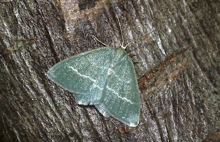 Small Grass Emerald Chlorissa viridata