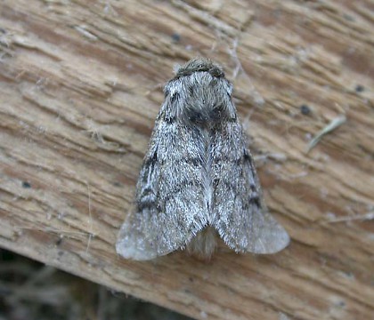 Male • Gastes, France • © Donald Hobern