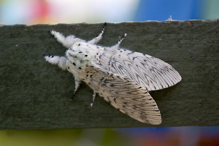 Puss Moth Cerura vinula