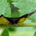 3rd instar larva • Staffordshire • © Carole Phillips