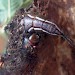 Pupating larva • © Keith Dover