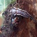 Pupating larva • © Keith Dover