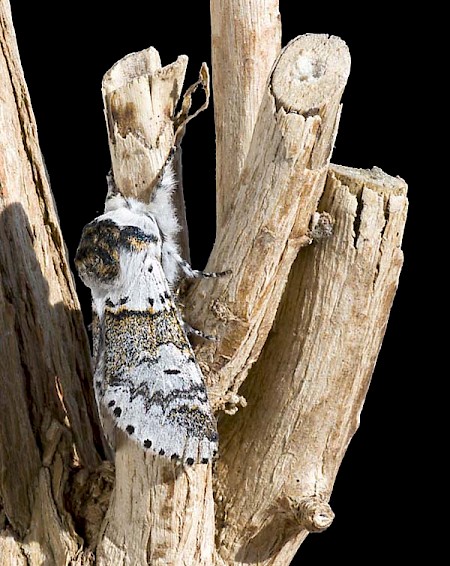 Sallow Kitten Furcula furcula