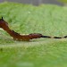1st instar larva • Chorley, Lancashire • © Eddie Langrish