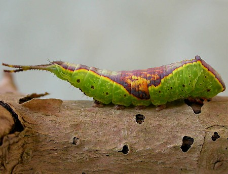 Sallow Kitten Furcula furcula