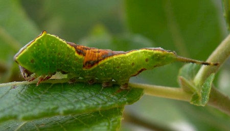 Sallow Kitten Furcula furcula